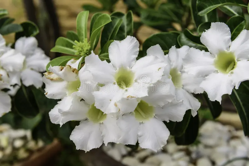 Adenium blanc